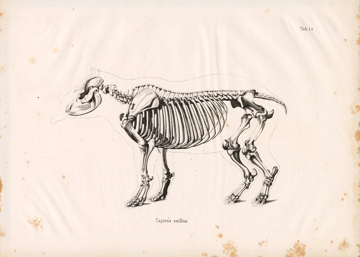 Ova Tapiri İskeleti by Conrad Kull