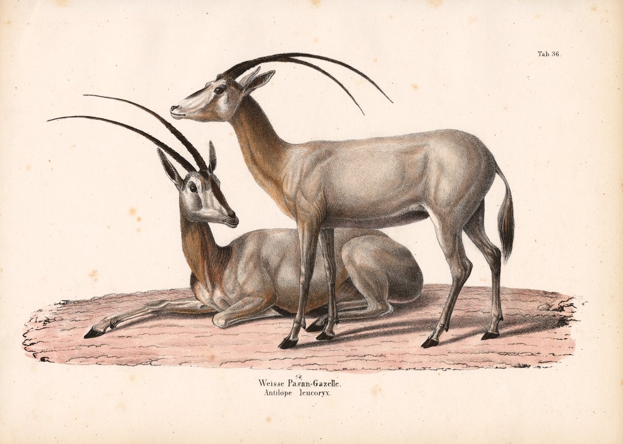 Beyaz Oryx by Conrad Kull