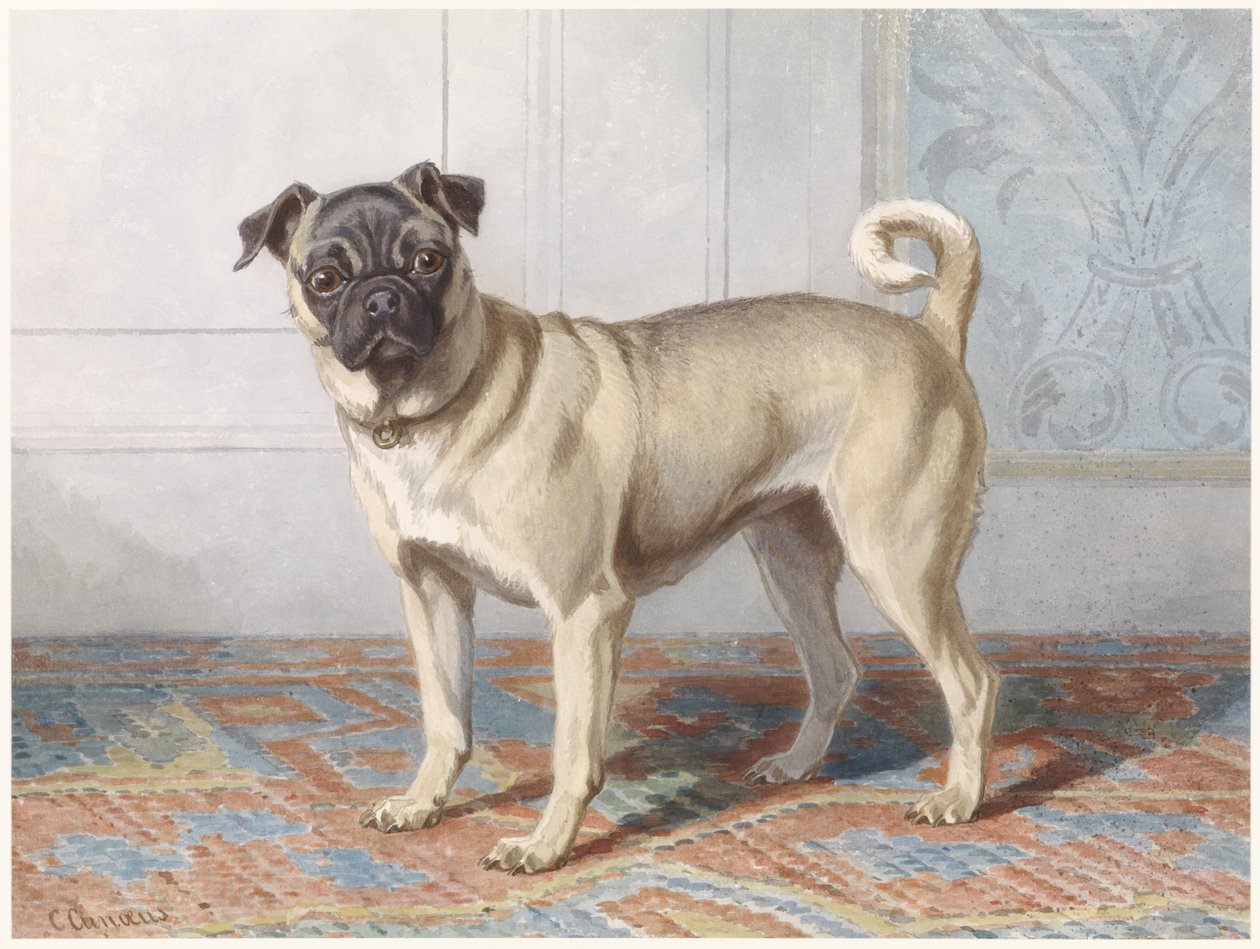 Edwin vom Rath'ın Pug Portresi Vom Rath ailesinin portresi pug by Conradijn Cunaeus