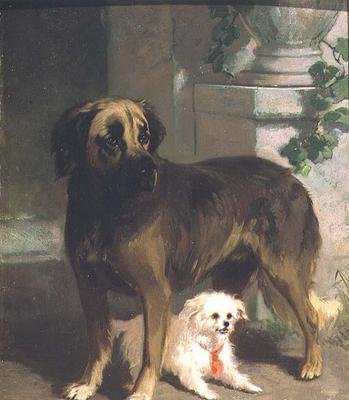 Mastiff ve Bichon by Conradyn Cunaeus