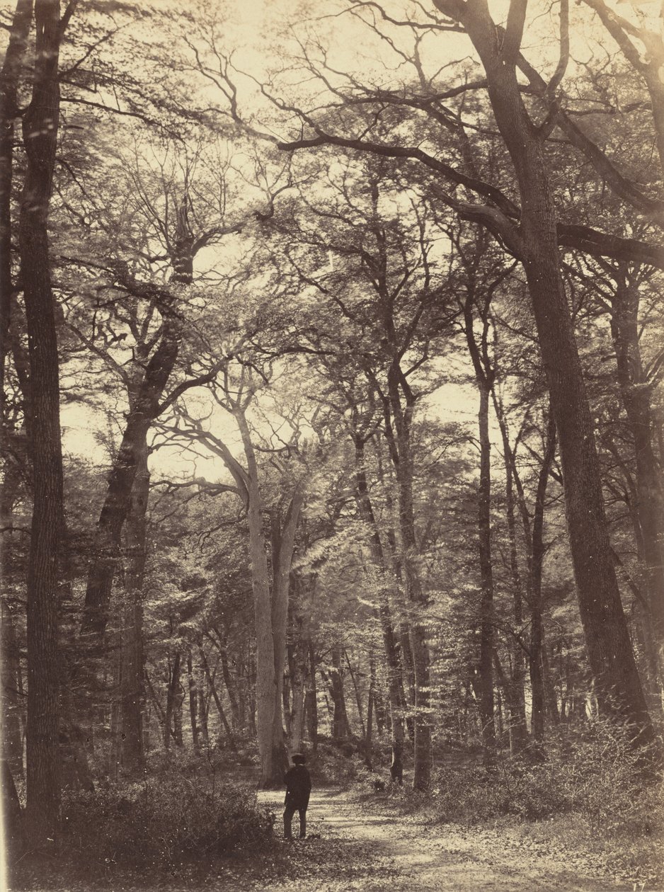 orman sahnesi by Constant Alexandre Famin