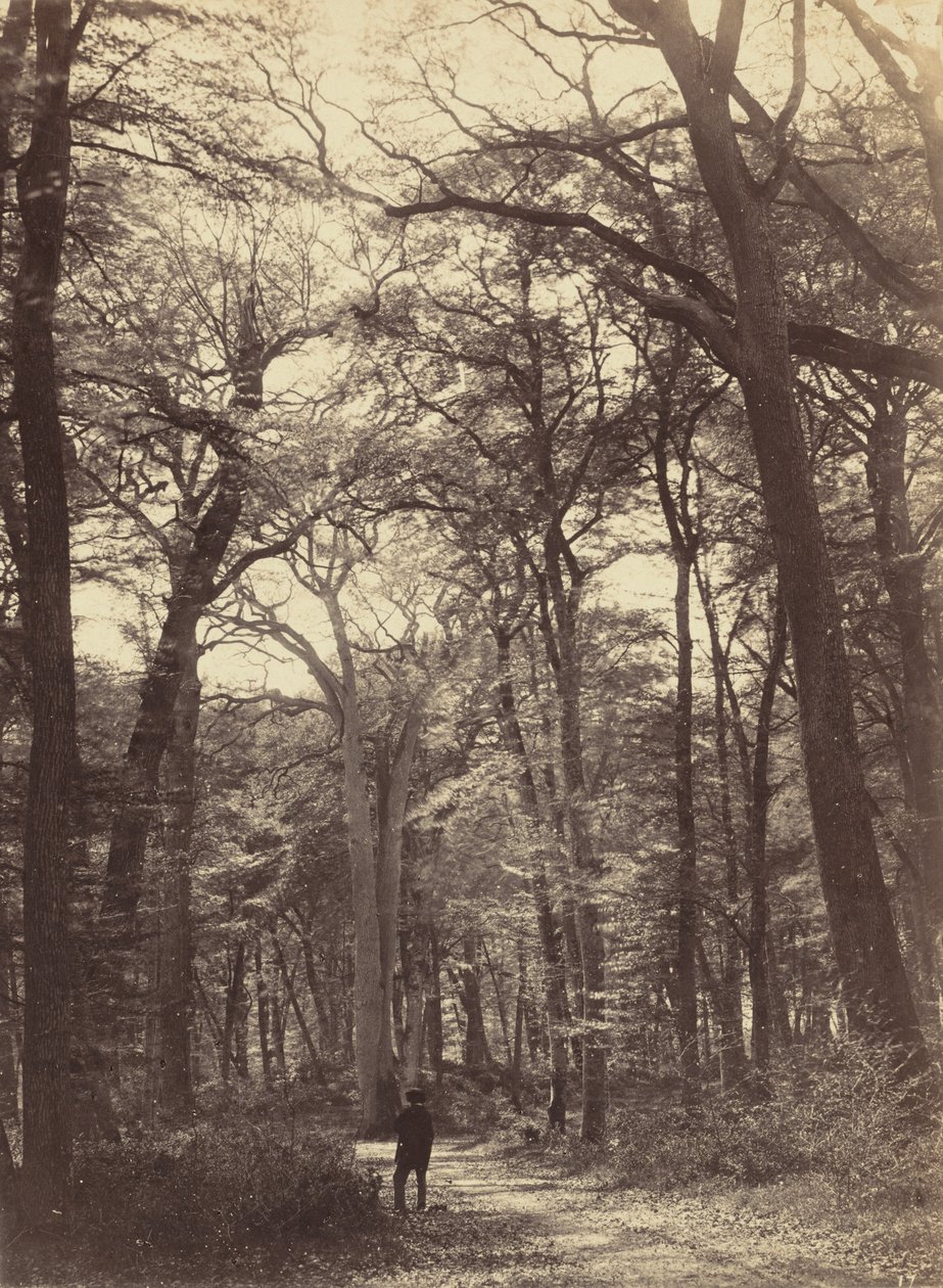 Orman Manzarası, c. 1865. by Constant Alexandre Famin