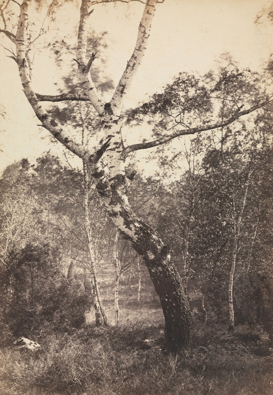 Huş Ağacı Çalışması, Barbizon by Constant Alexandre Famin
