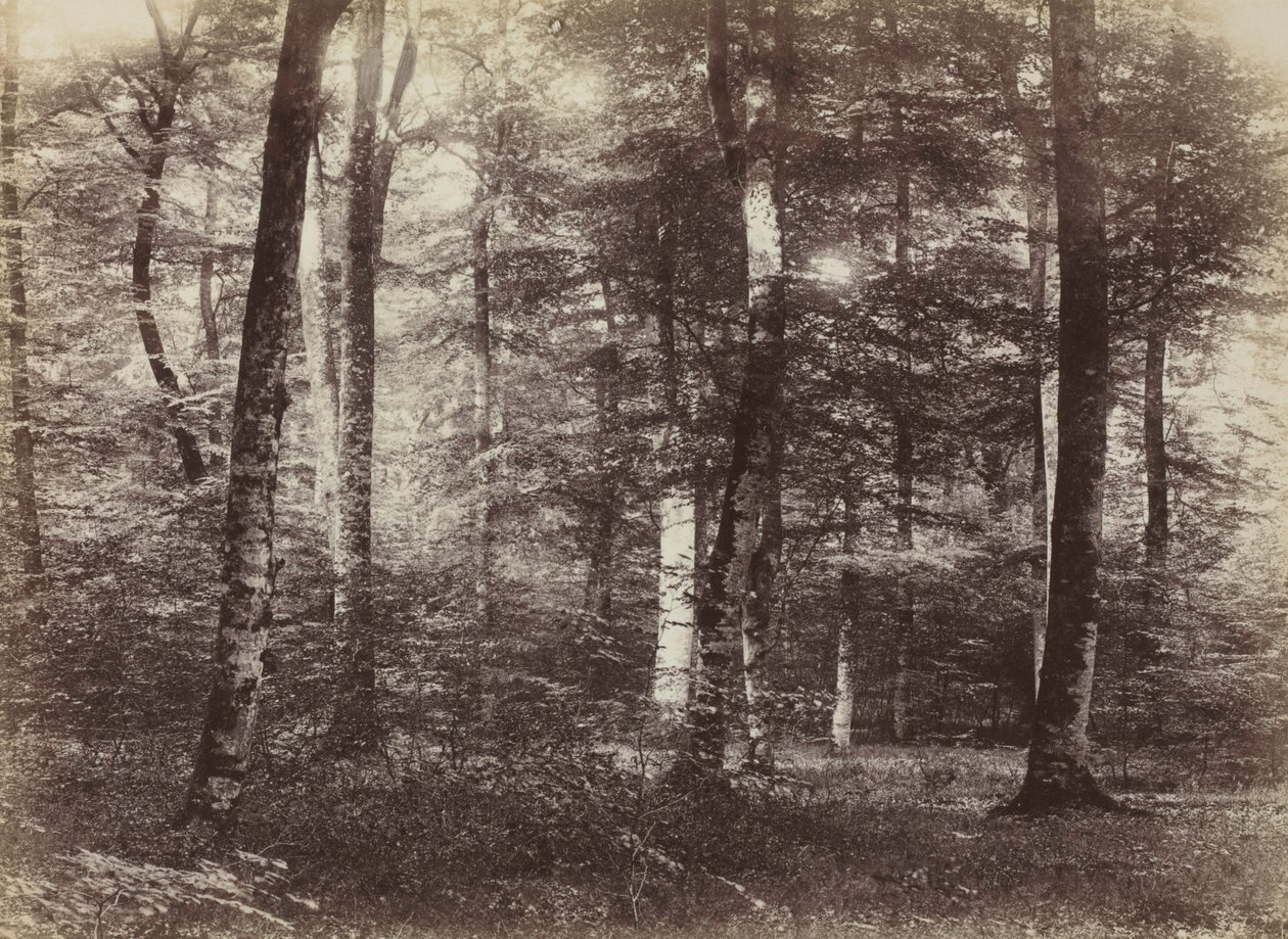 İsimsiz Fontainbleau Ormanı, c. 1874. by Constant Alexandre Famin
