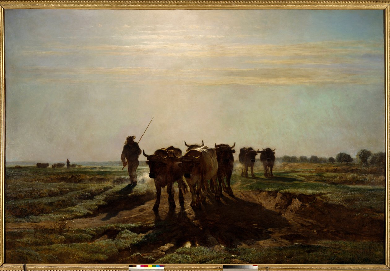 Çiftçiliğe giden öküz, sabah efekti Resim Constant Troyon (1810-1865) 1855 Güneş. 2,6x4 m Paris, Musee d