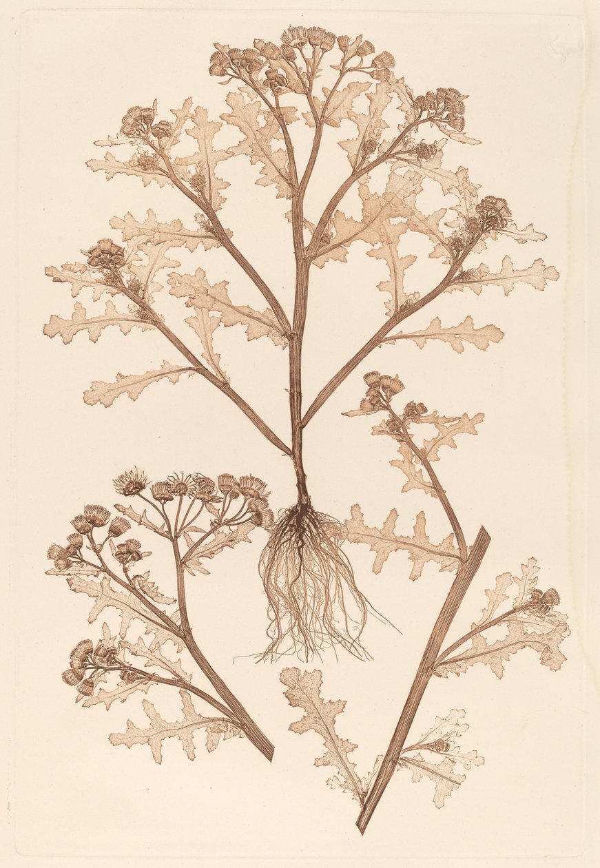senecio viskoz by Constetin von Ettinghausen and Alois Pokorny