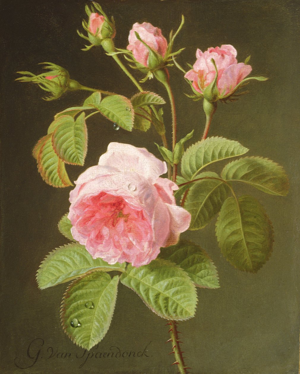 bir gül dalı by Cornelis van Spaendonck