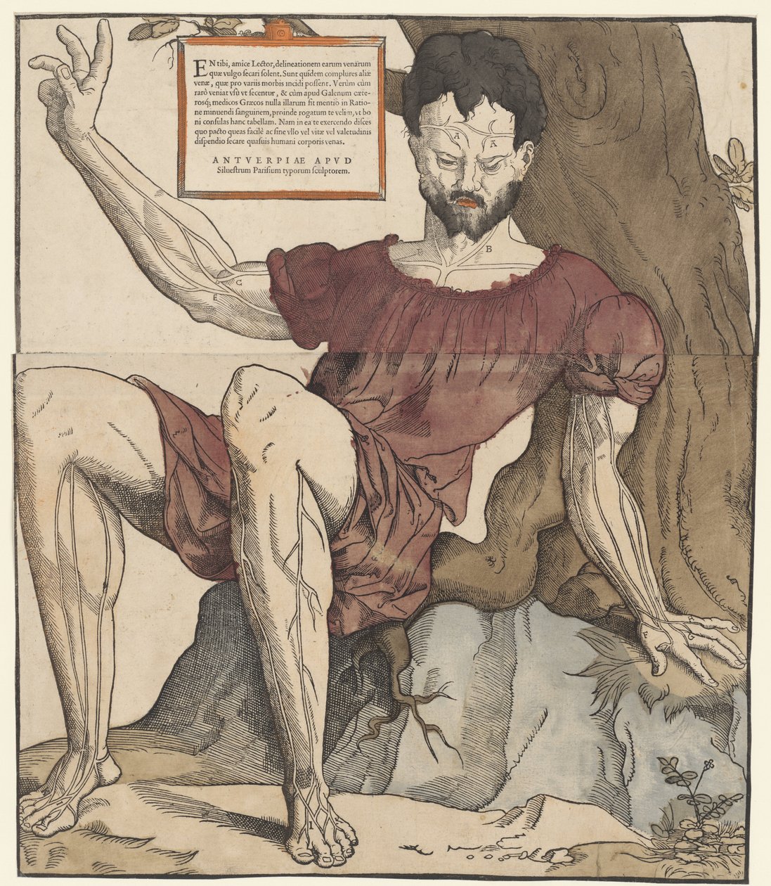 İnsan vücudunun damarları by Cornelis Anthonisz.
