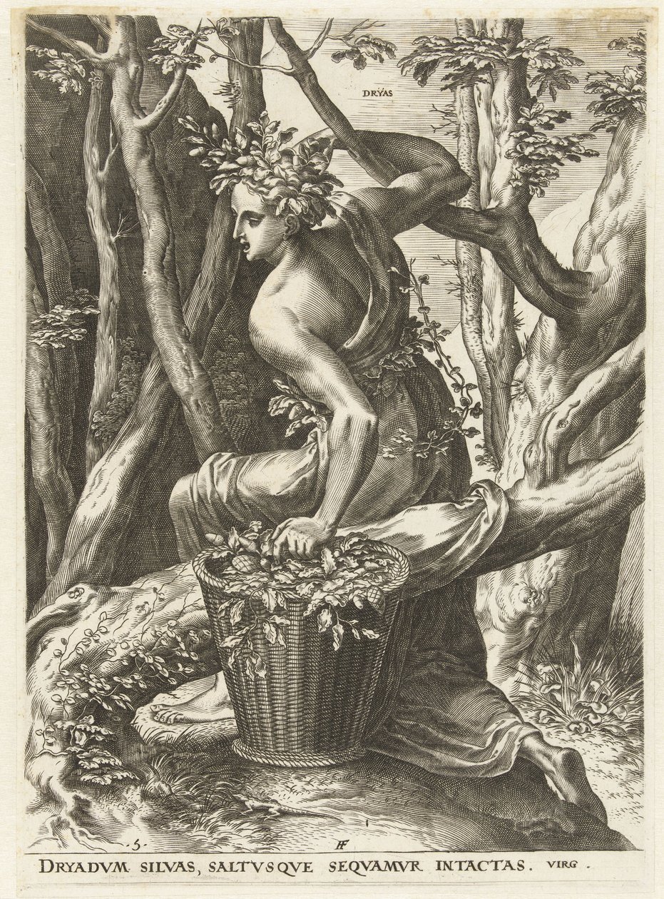 Dryas (nesne üzerindeki başlık) Tanrıçalar ve Periler (dizi adı) by Cornelis Cort