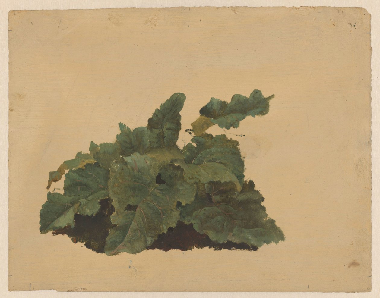 Ravent Benzeri Bir Bitkinin Yaprakları by Cornelis Johannes de Vogel