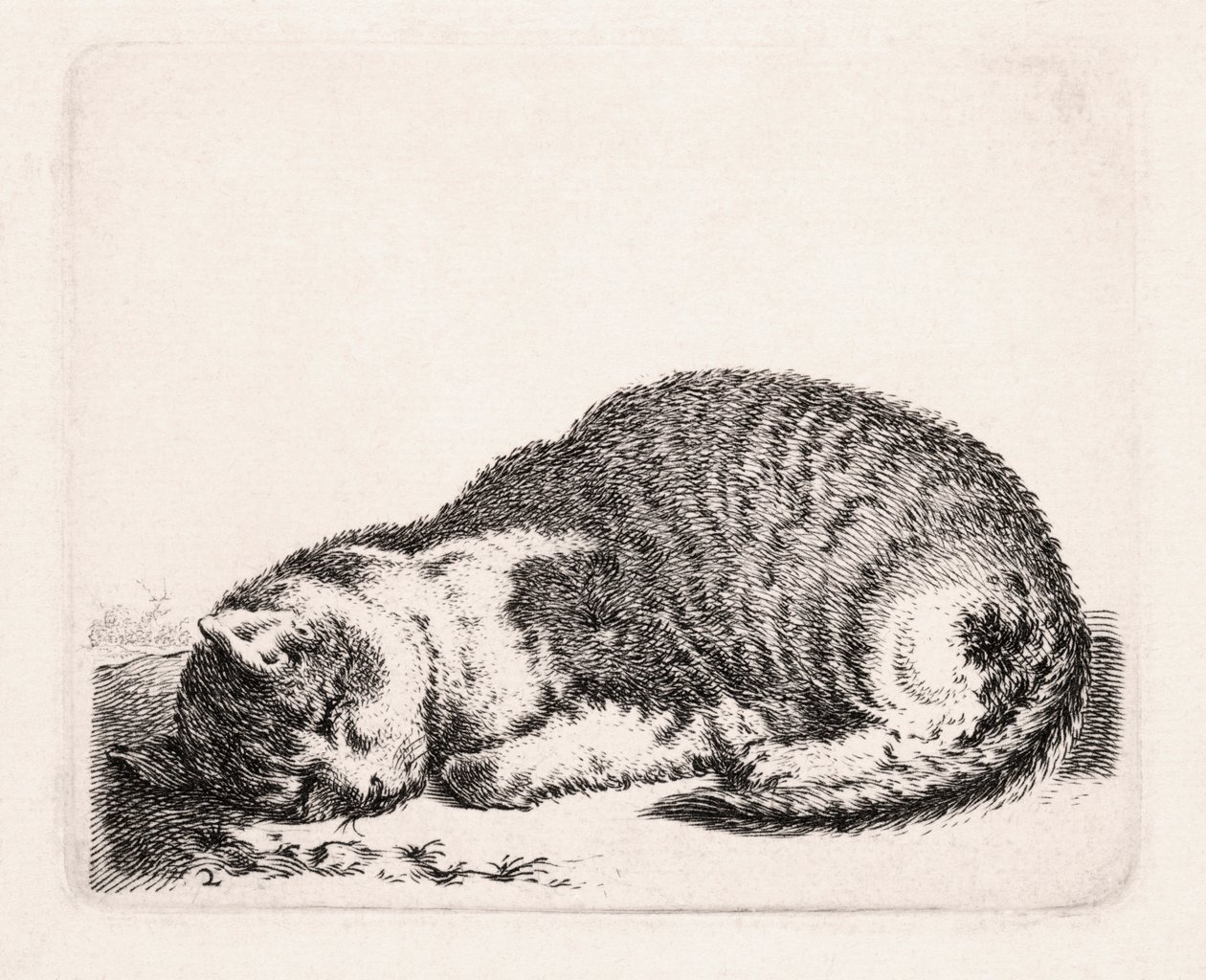 Uyuyan Kedi, c.1607-81 by Cornelis Saftleven