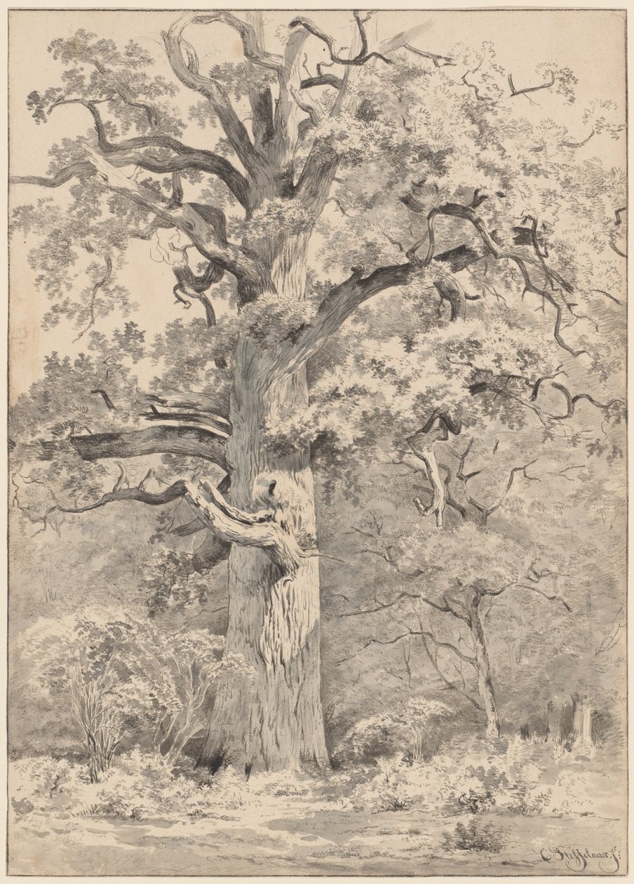 Bir Ormanın Kenarında Dev Bir Meşe by Cornelis Steffelaar