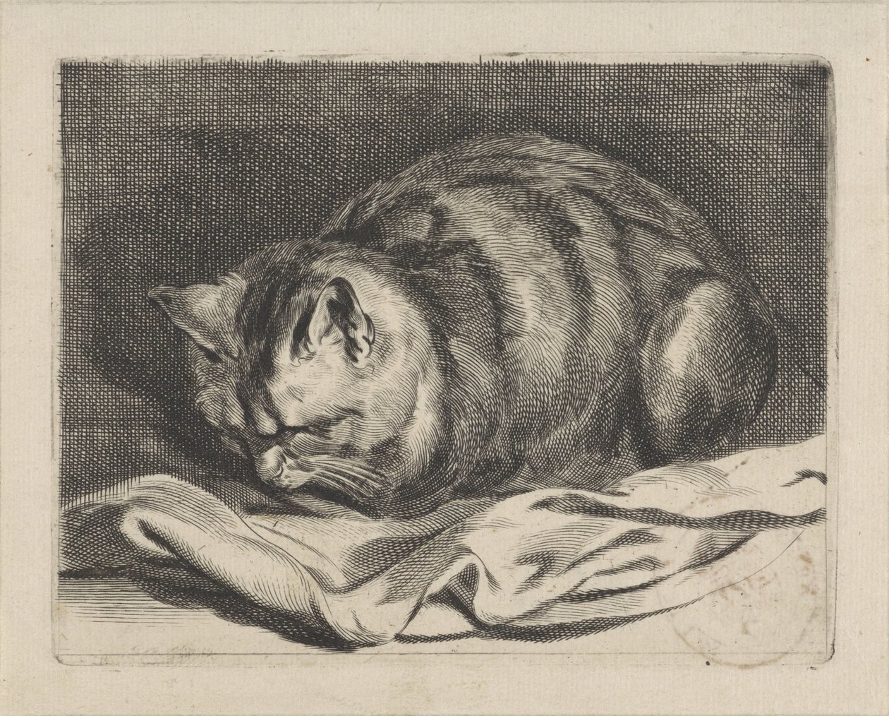 küçük kedi by Cornelis Visscher (II)