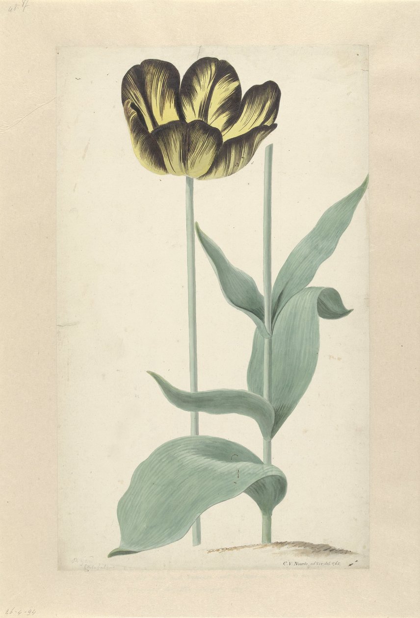 De tulp Bizard Catafalque Bizard Catafalque (nesne üzerindeki başlık) by Cornelis van Noorde