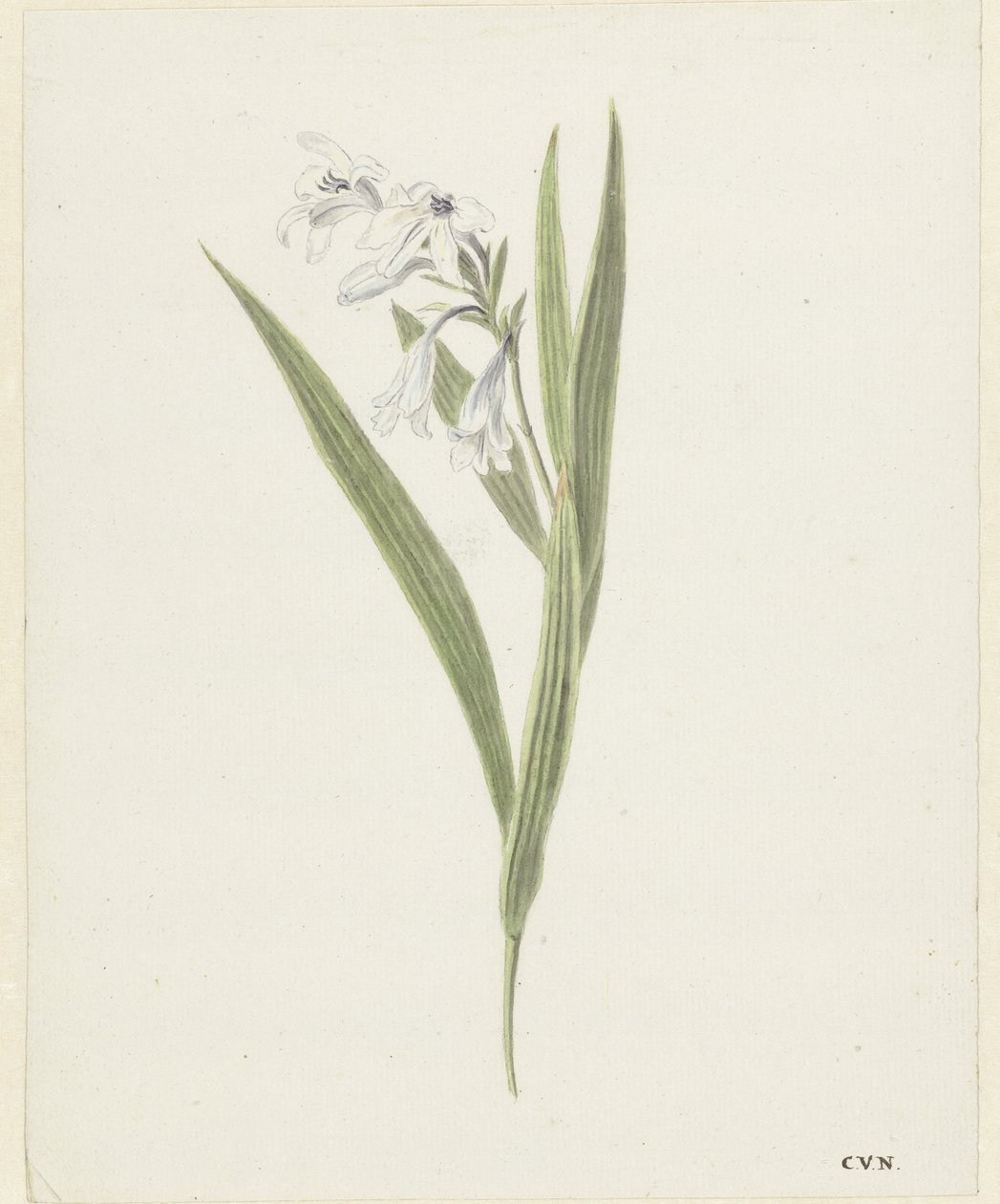 Frezya by Cornelis van Noorde