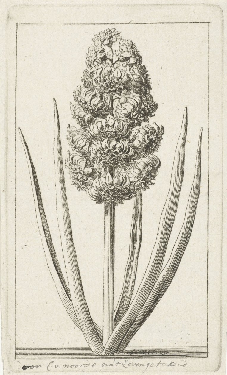 Sümbül by Cornelis van Noorde