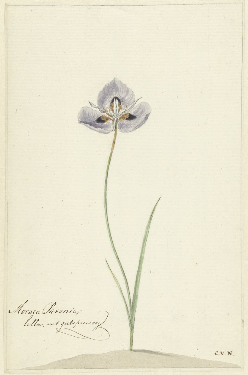 İris by Cornelis van Noorde