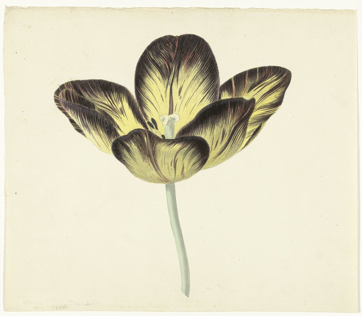 Bizard Egyptienne denilen lale by Cornelis van Noorde