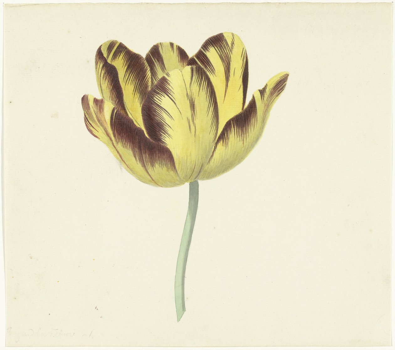 Tulip, Bizard Le Febure No. 1 by Cornelis van Noorde
