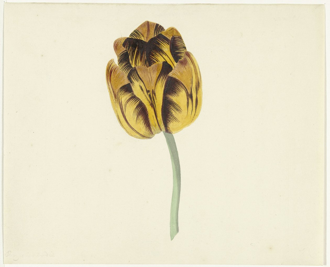 Bizard Leodie denilen lale by Cornelis van Noorde