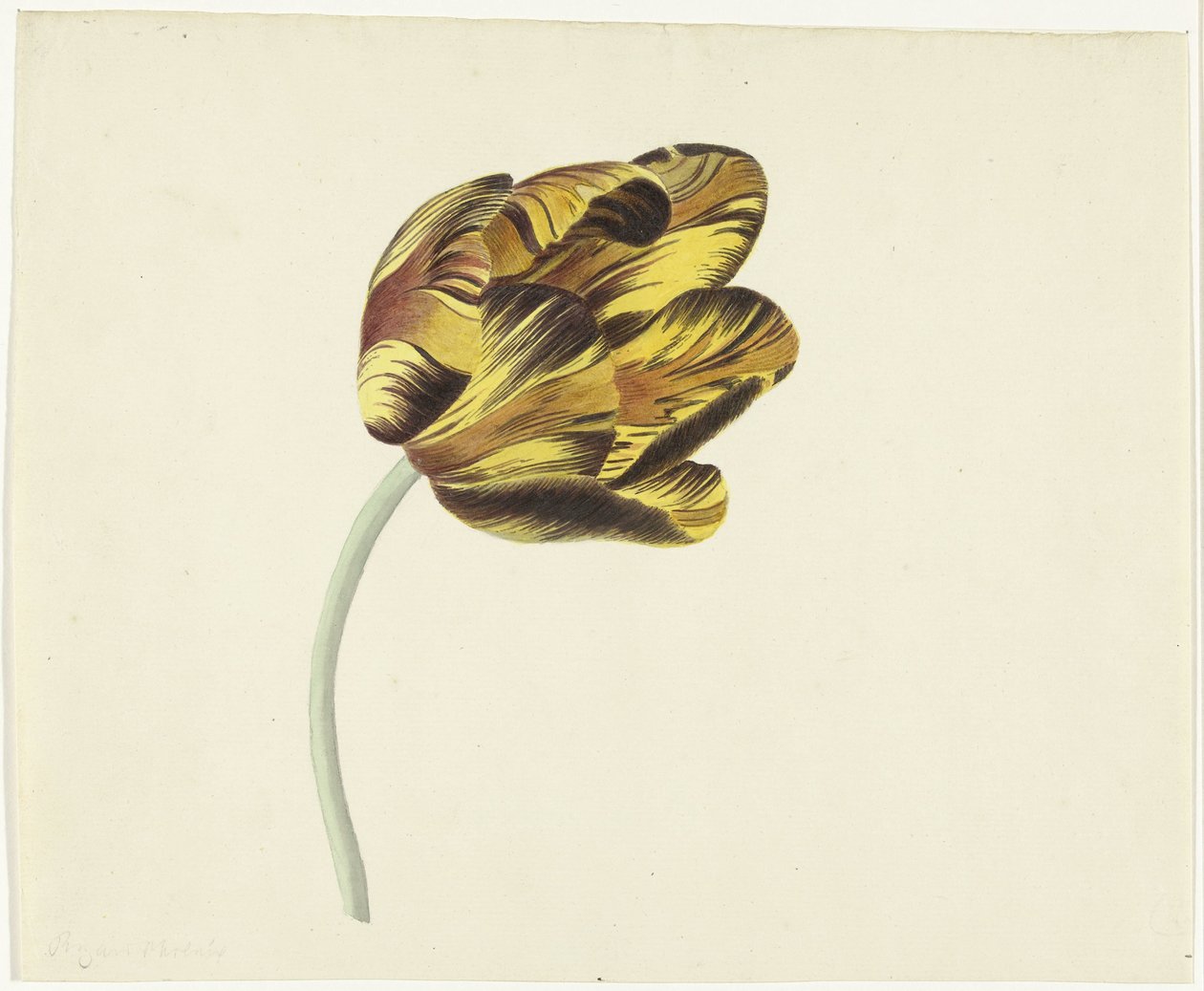 Tulip, Bizard Phoenix adlı by Cornelis van Noorde