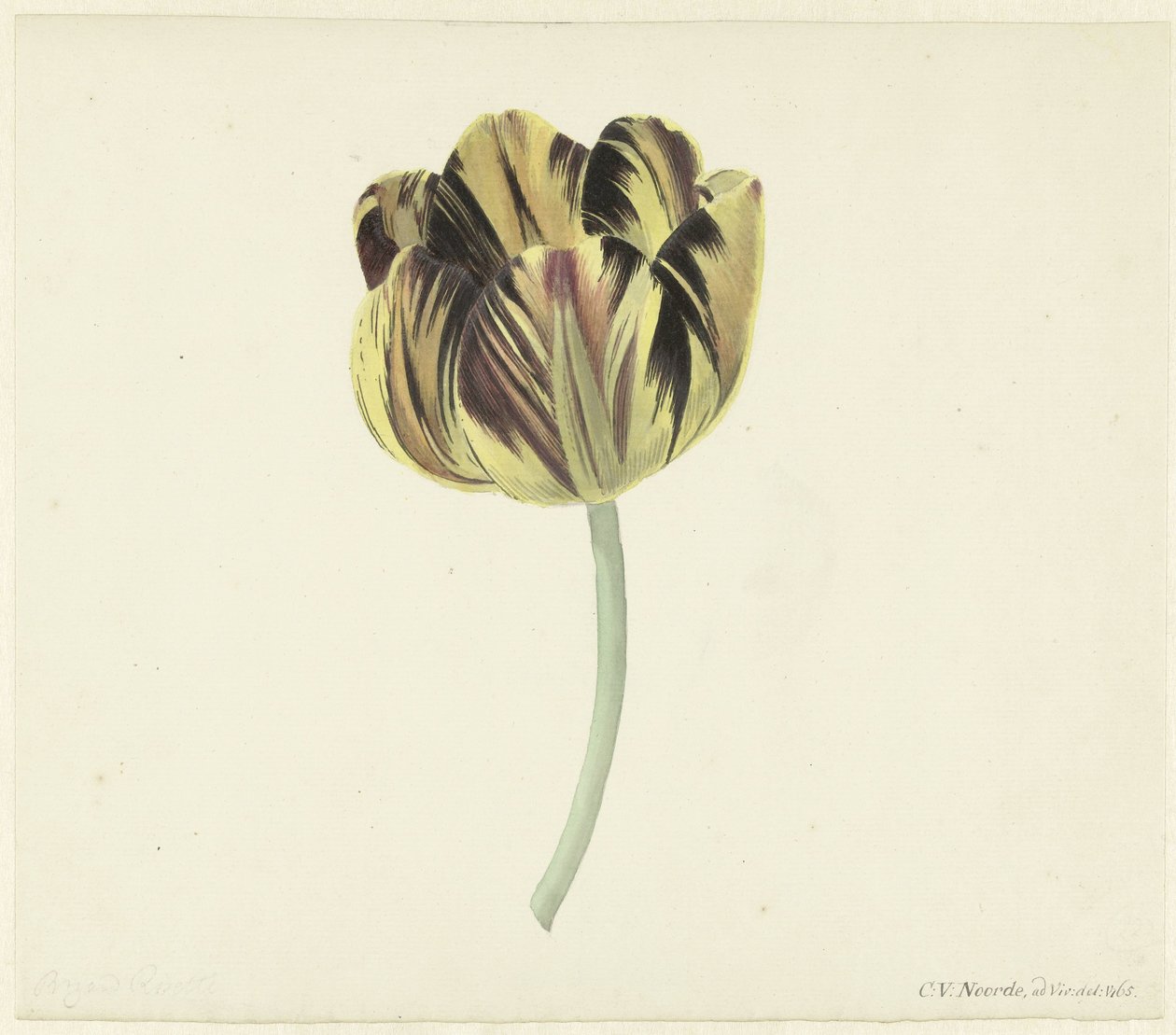 Tuhaf Rozet denilen lale by Cornelis van Noorde