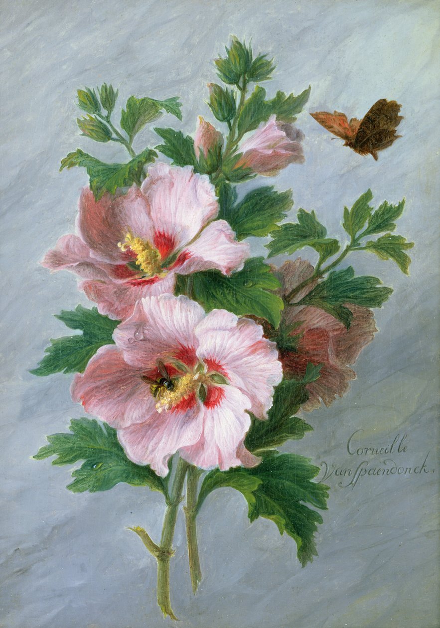 Hibiscus against a Marble Ledge  by Cornelis van Spaendonck