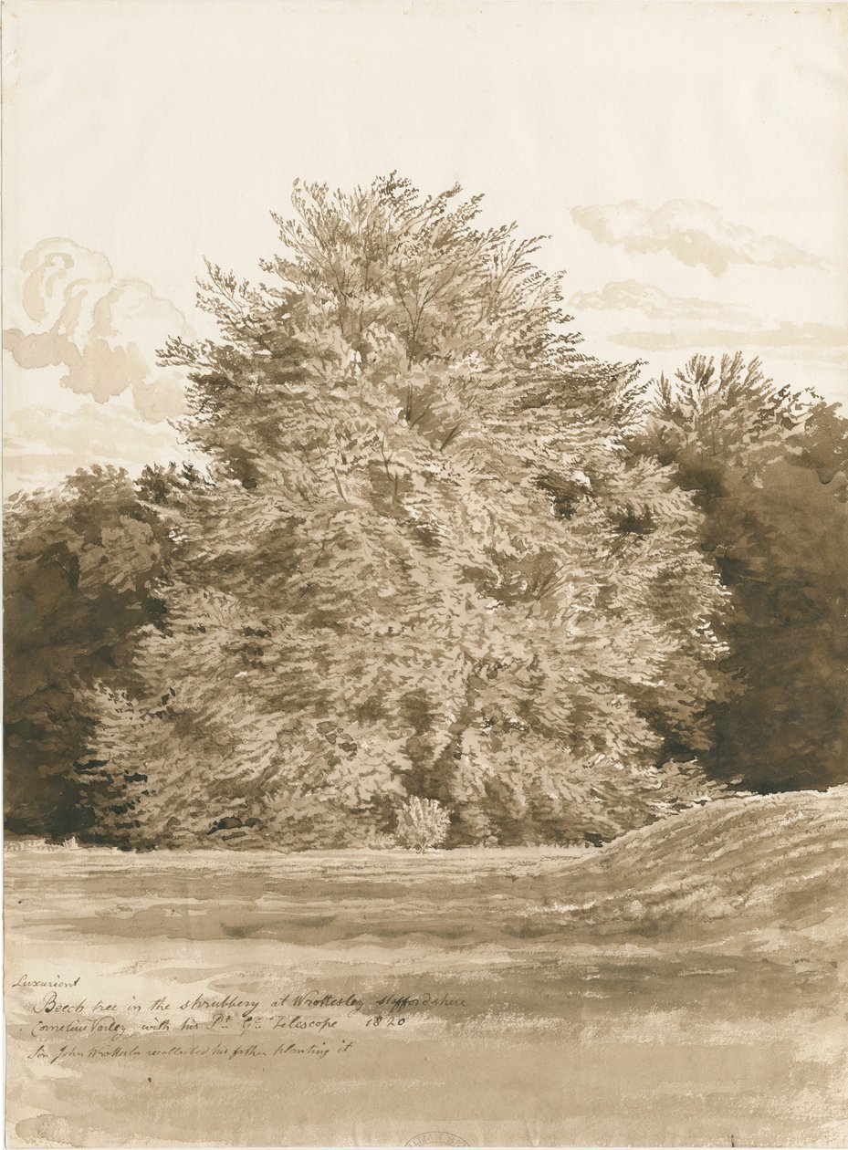 Wrottesley Hall - Çalılık: sepya çizimi, 1820 by Cornelius Varley