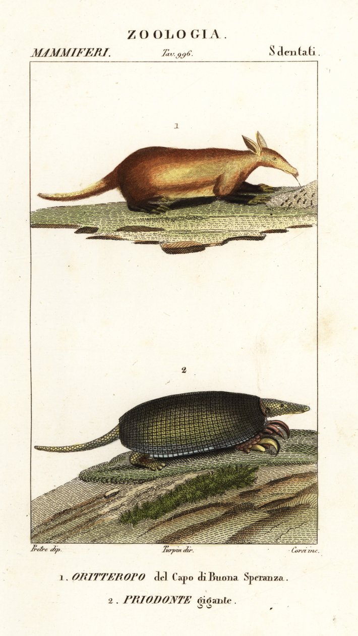 Ardwork ve Dev Armadillo by Corsi Corsi