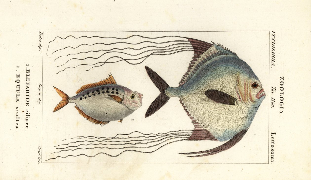 Afrika narı, Alectis ciliaris, Blepharis ciliaris, Blefaris ciliary 1 ve midilli balığı, Poulain oyunu, Leiognathus equulus 2 by Corsi Corsi