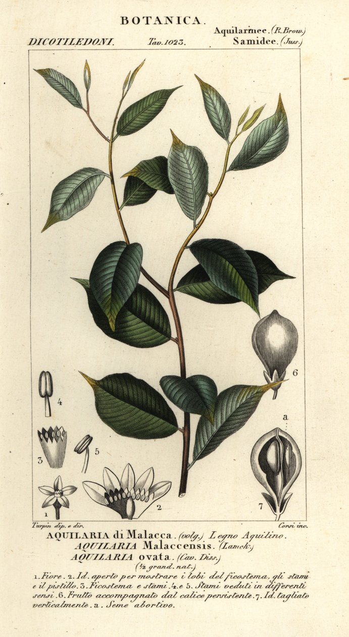 Agarwood, Aquilaria malaccinsis, Kritik tehlike altında by Corsi Corsi