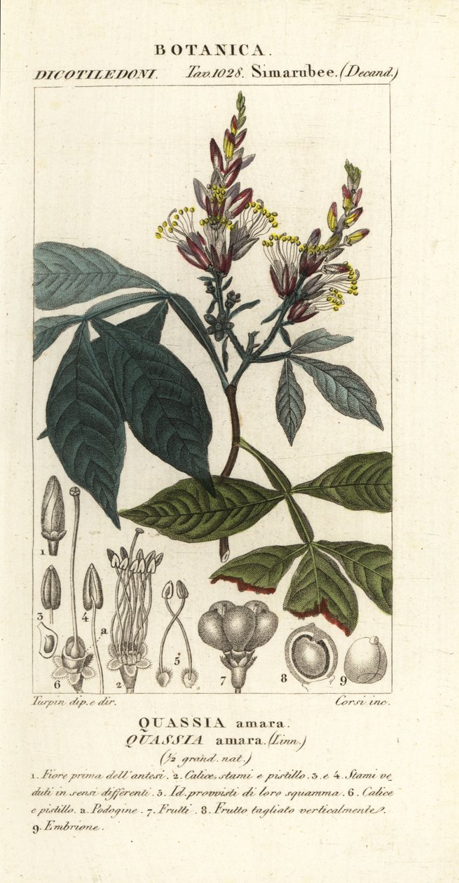 Acı, acı kül, acı odun veya hombre grande, Quassia amara by Corsi Corsi