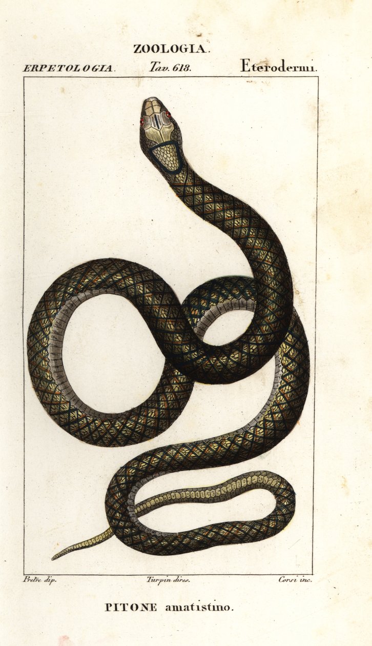 Ametist pitonu, Simalia ametishtina by Corsi Corsi