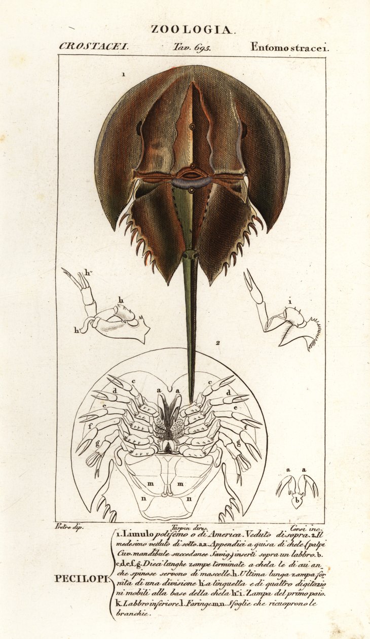Atlantik at nalı yengeci, Limulus polyphemus by Corsi Corsi