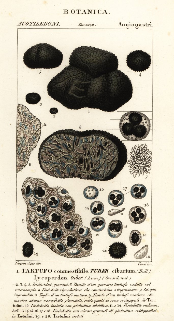 Siyah trüf, Tuber melanosporum by Corsi Corsi