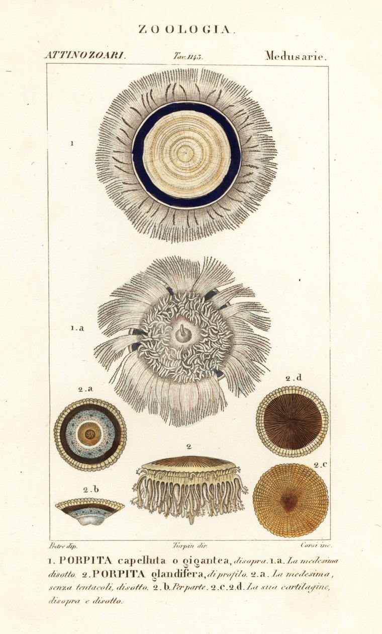 Mavi düğme, Porpita porpita 1,2 by Corsi Corsi