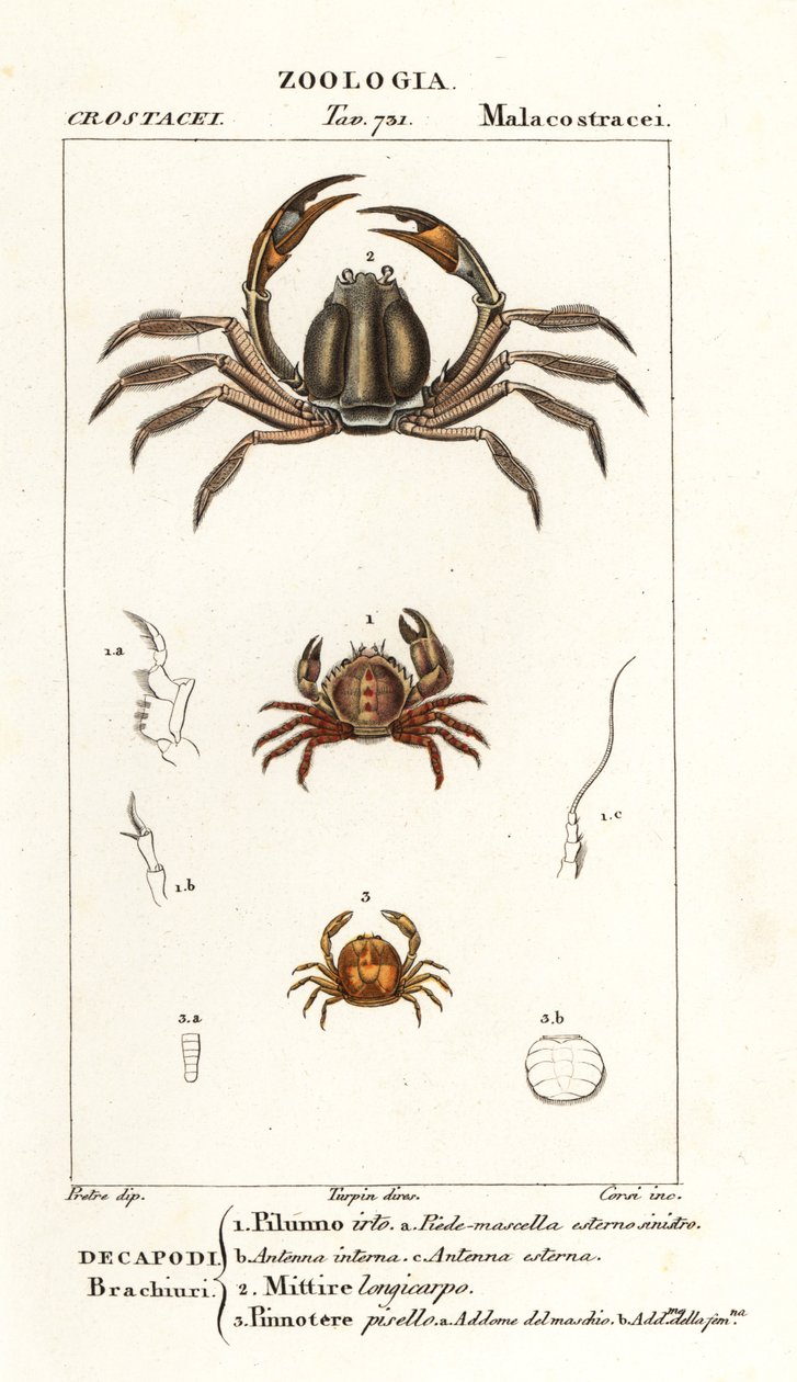 Kıllı yengeç, Pilumnus hirtellus 1, açık mavi asker yengeç, Mictyris longicarpus 2, bezelye yengeç, Pinnotheres pisum 3 by Corsi Corsi