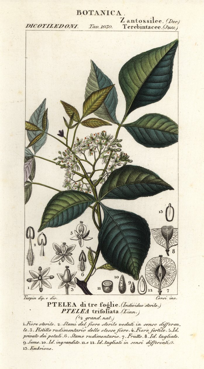 Ortak hoptree, Ptelea trifoliata, Üç yapraklı Ptelea by Corsi Corsi