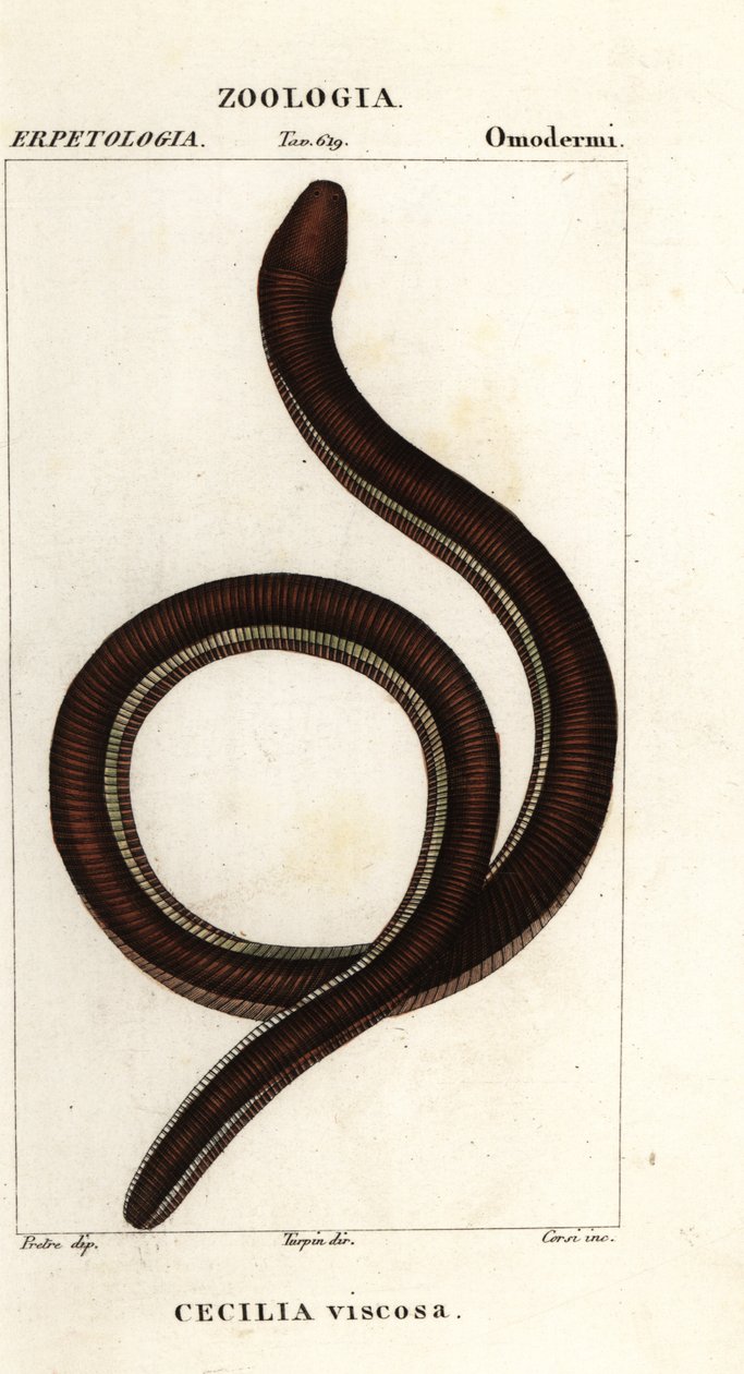 Ortak sarı bantlı caecilian, Ichthyophis glutinosus by Corsi Corsi