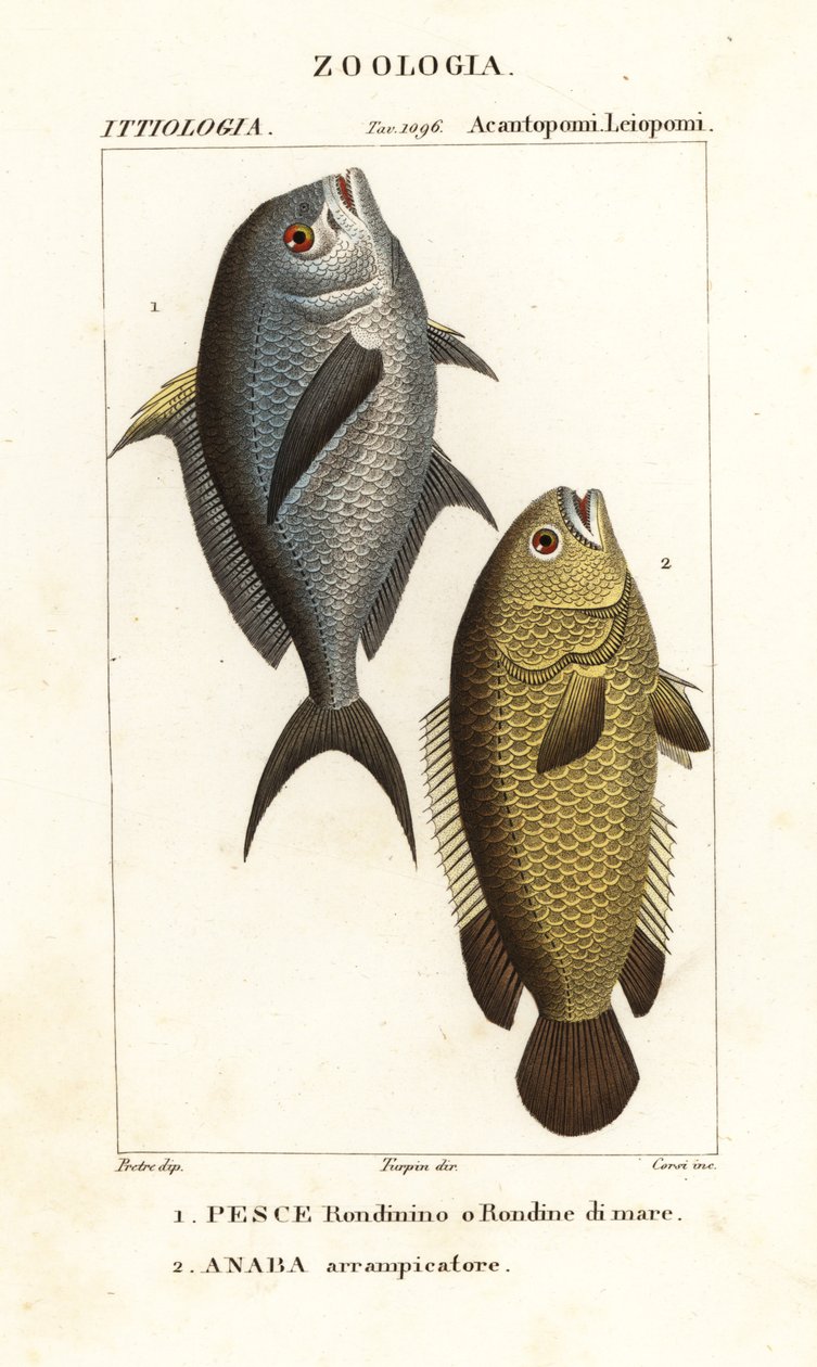 Damselffish, Chromis chromis 1 ve tırmanma levrek, Anabas testudineus 2 by Corsi Corsi