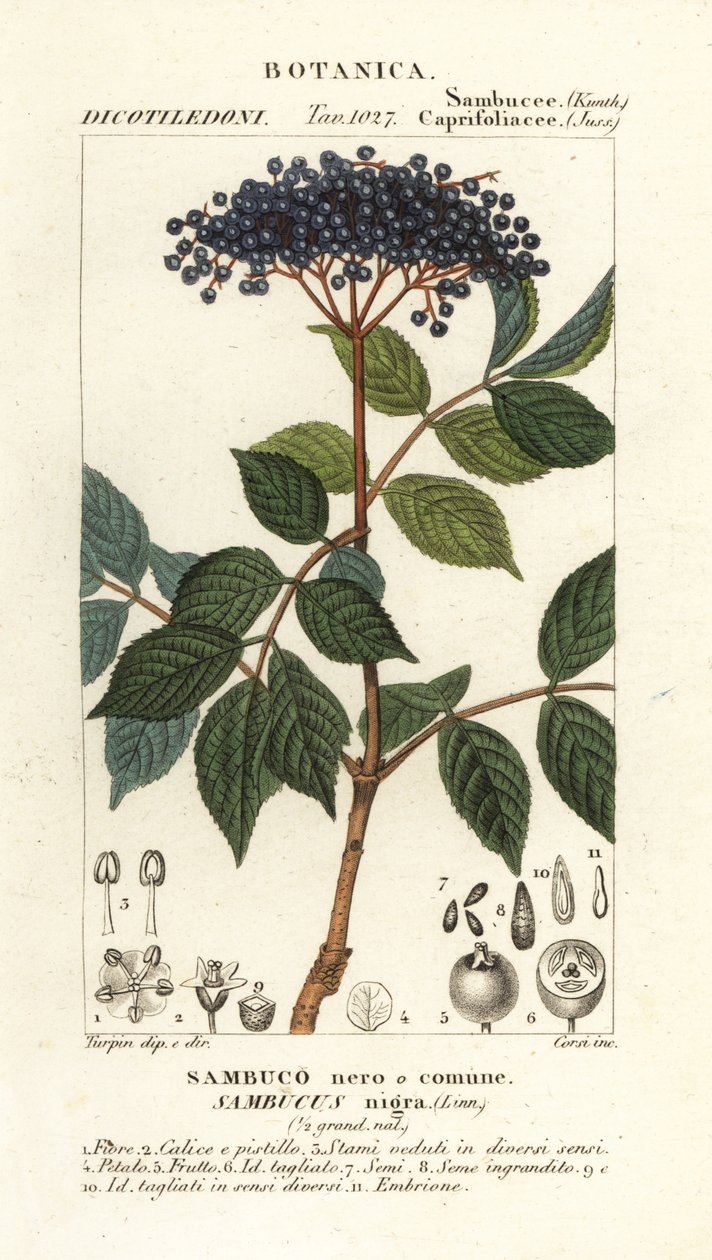 Avrupa kara mürver, Sambucus nigra, siyah veya adi mürver by Corsi Corsi