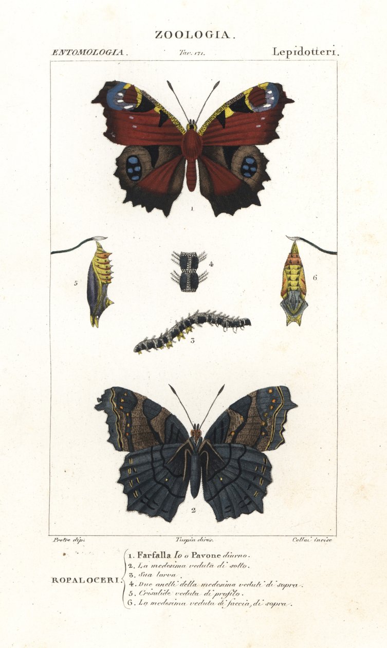 Avrupa tavus kuşu kelebeği, Aglais io by Corsi Corsi