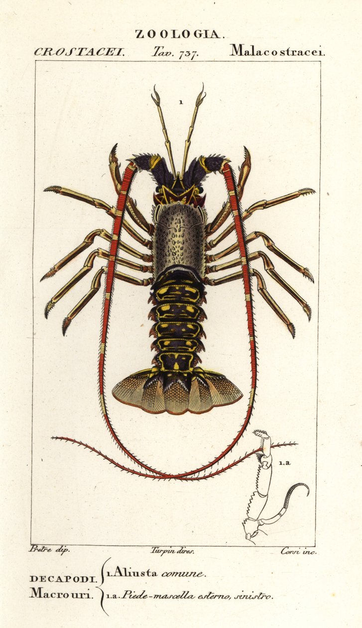 Avrupa dikenli ıstakoz, Palinurus fili by Corsi Corsi