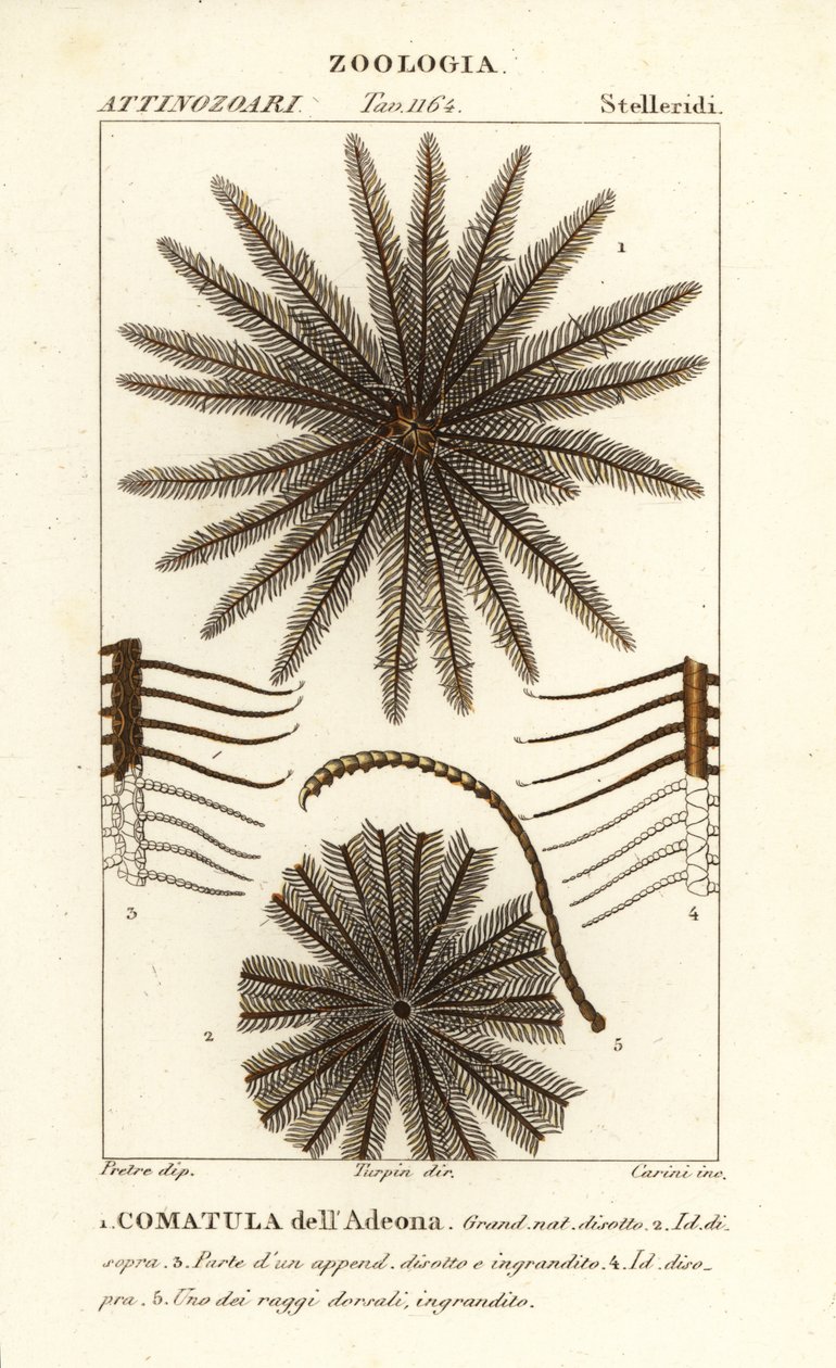 Tüy yıldız krinoid, Oligometrides adeonae, Comatula adeonae, Comatula dell