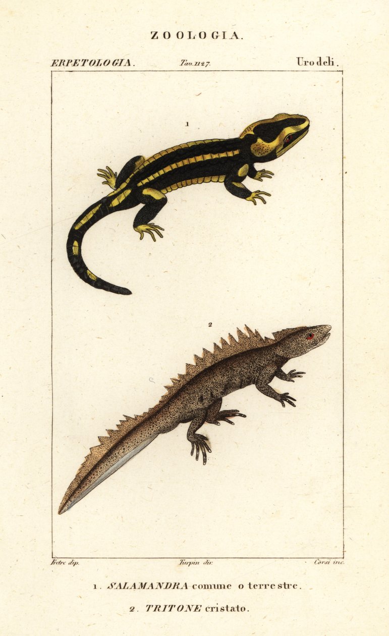 Ateş semenderi, Salamandra salamandra 1 ve büyük tepeli semender, Triturus cristatus (kritik tehlike altında) 2 by Corsi Corsi