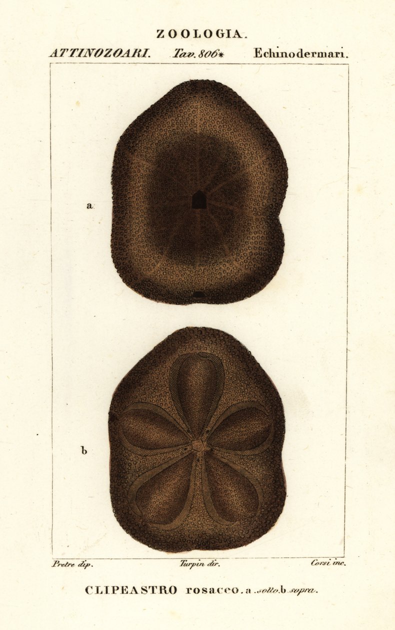 Düz deniz bisküvisi, Clypeaster rosaceus by Corsi Corsi