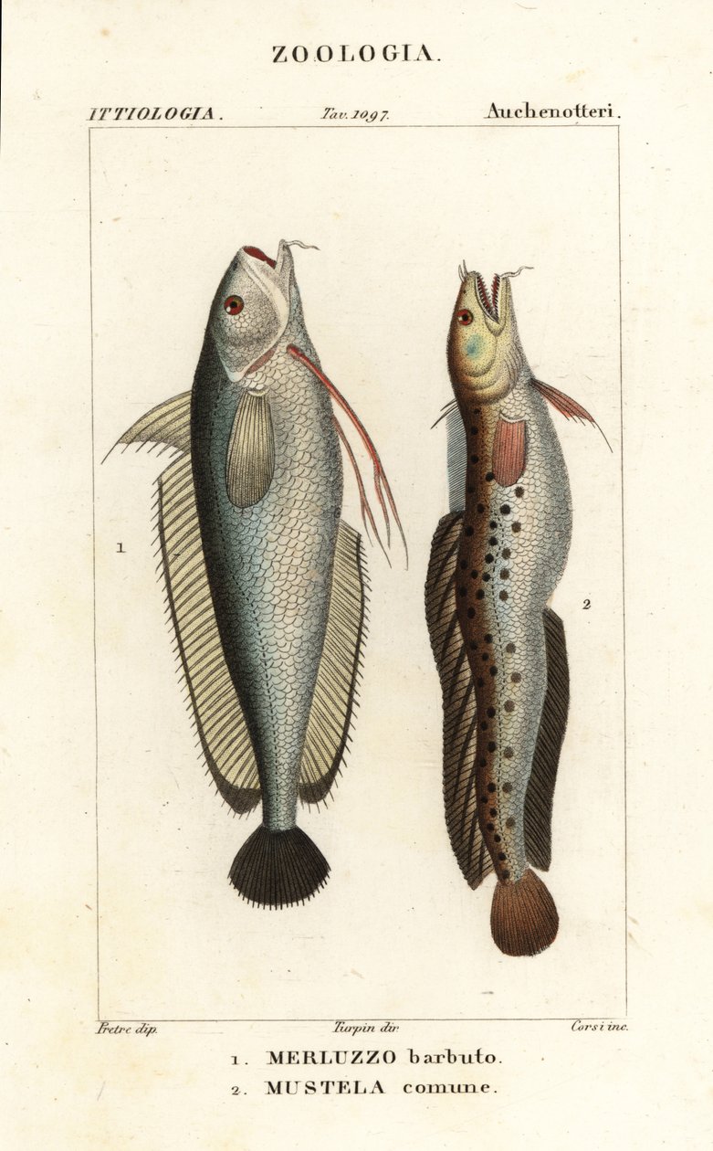 Çatalsakal, Phycis phycis 1 ve beş sakallı sallanan, Ciliata mustela by Corsi Corsi