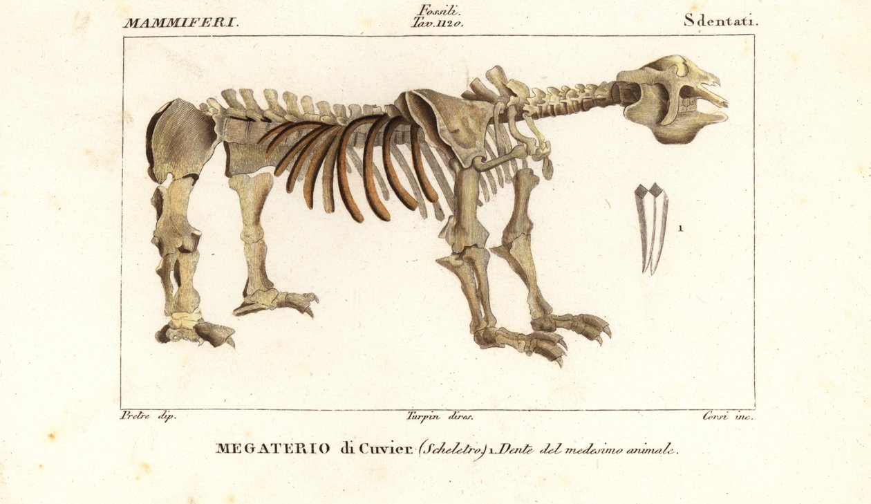 Dev yer tembel hayvanının fosil iskeleti, Megatherium americanum by Corsi Corsi