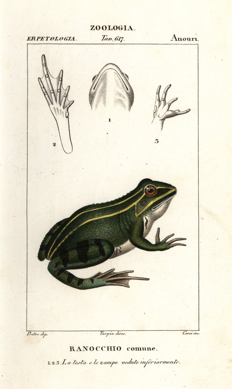 Yeşil kurbağa, Pelophylax kl esculentus by Corsi Corsi