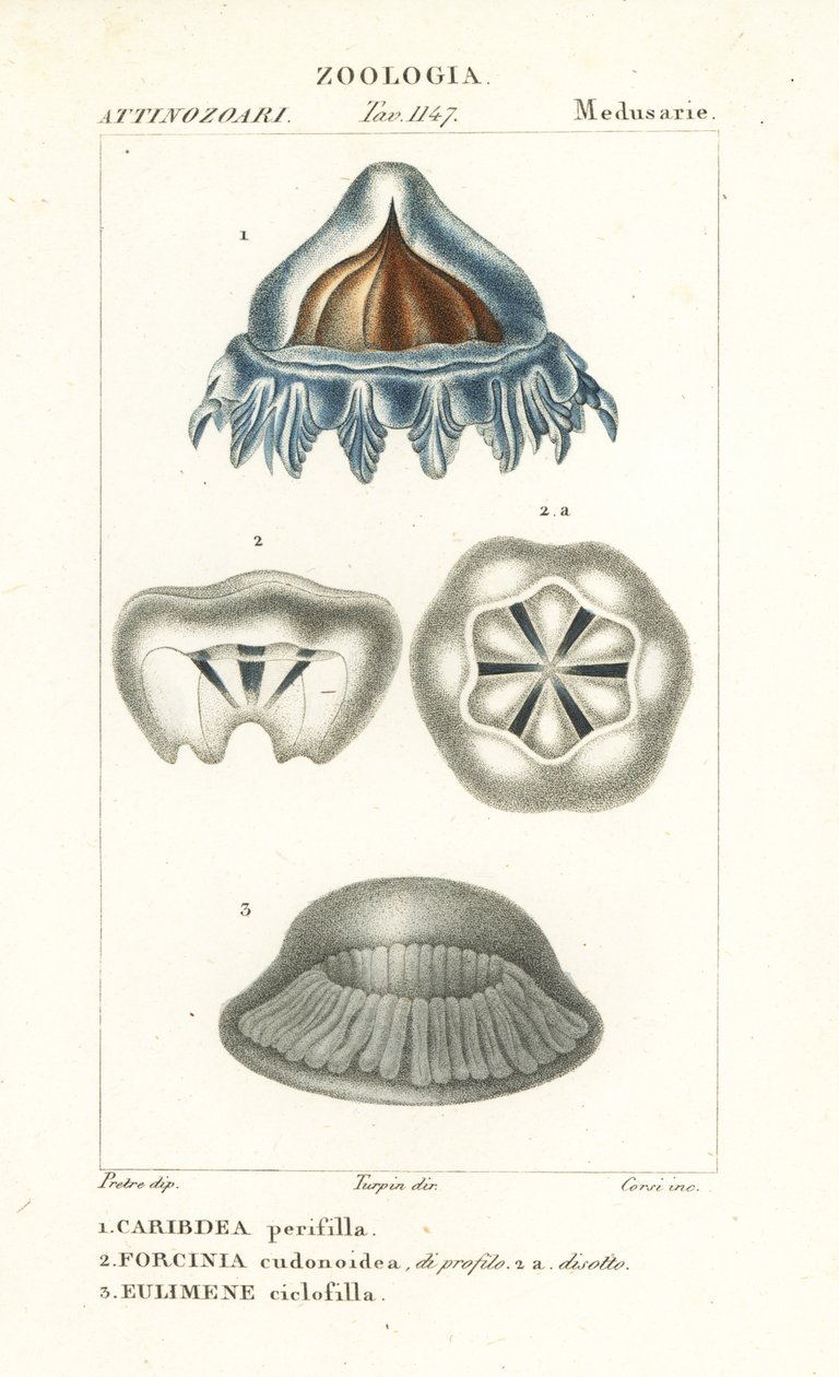 Kask denizanası, Periphylla periphylla 1, Phorcynia cudonoidea 2 ve Eulimene ciclophylla 3 by Corsi Corsi
